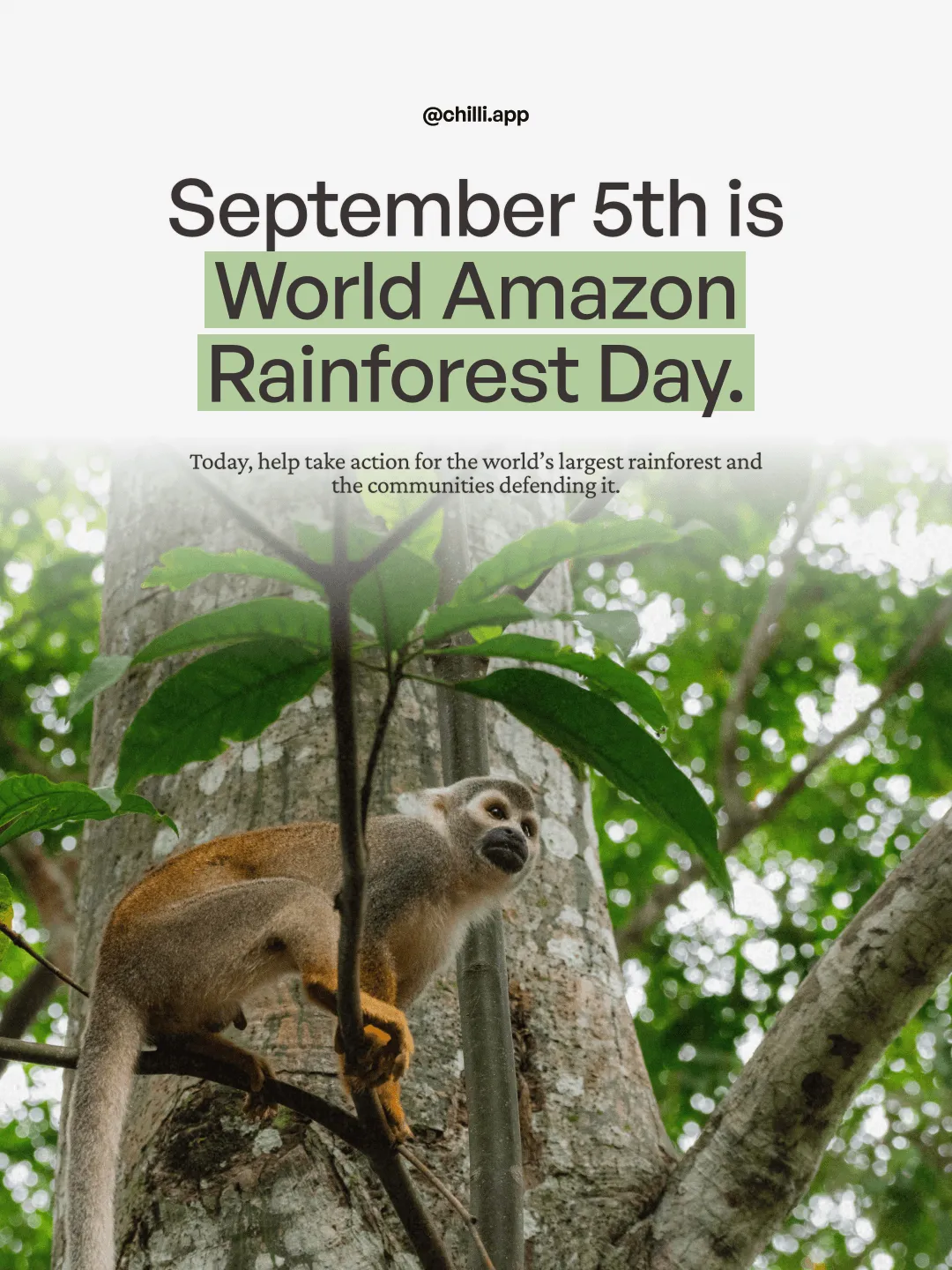 chilli Instagram post: September 5th is World Amazon Rainforest Day, with a squirrel monkey in a tree