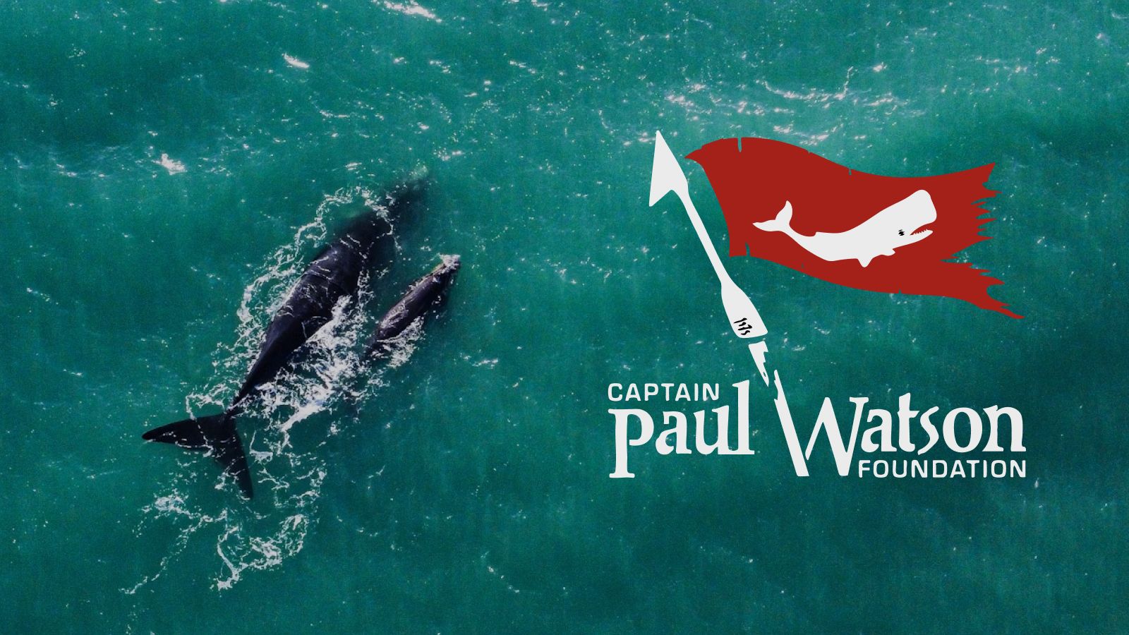Aerial view of two whales swimming in turquoise water next to the Captain Paul Watson Foundation logo