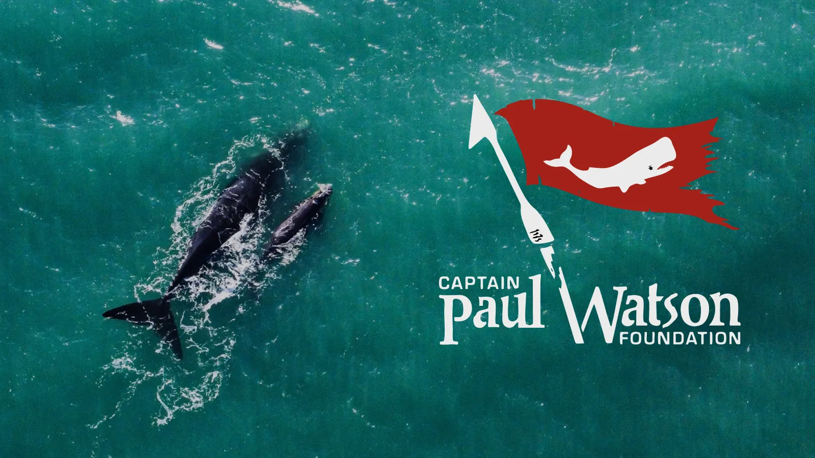 Aerial view of two whales swimming in turquoise water next to the Captain Paul Watson Foundation logo